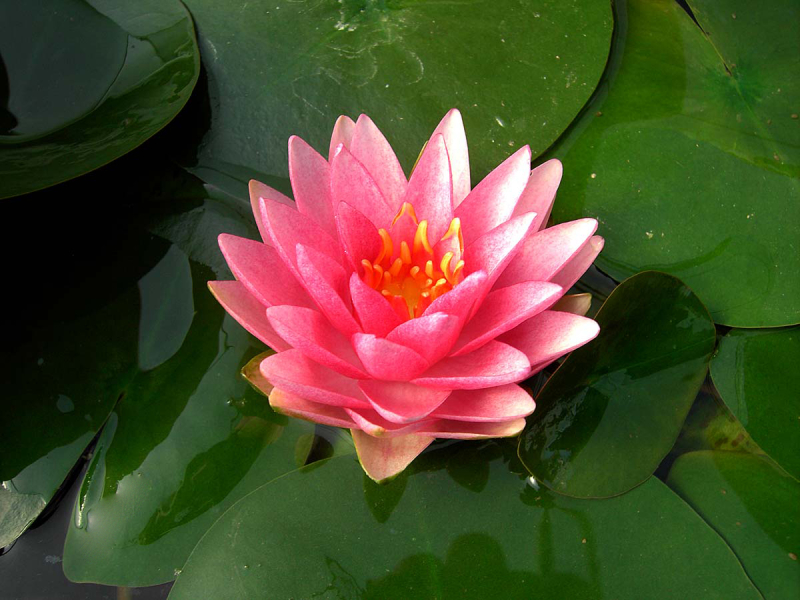 Nymphaea Mdm Wilfron Gonnere